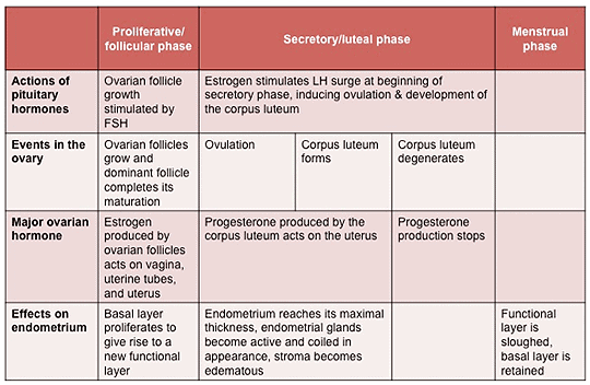 Menstrual Cycle: Introduction, Duration & Phases Notes | Study Biology Class 12 - NEET