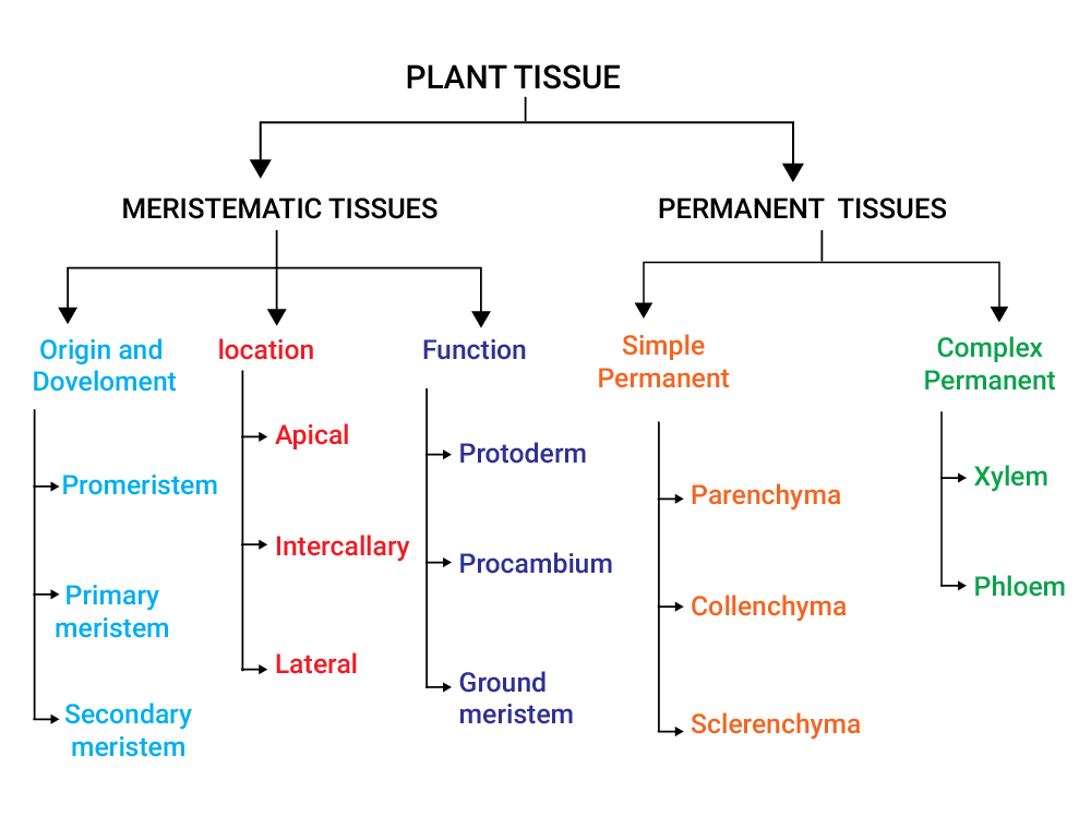 Tissues - Notes 