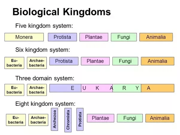 Overview: Biological Classification Notes | EduRev