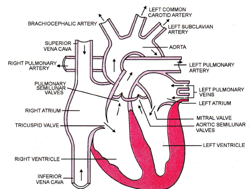 Human Circulatory System Notes | Study Biology Class 11 - NEET