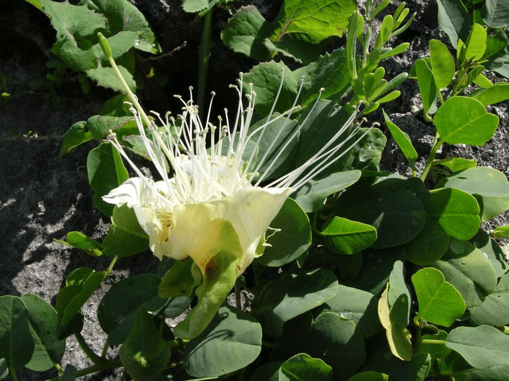 Introduction of Sexual Reproduction in Flowering Plants NEET Notes | EduRev