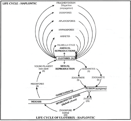 ulothrix life cycle