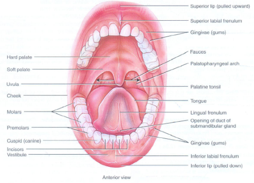 Mouth, Buccal Cavity and Tongue NEET Notes | EduRev rugae diagram 