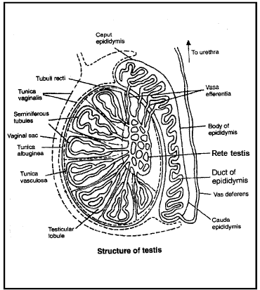 Human Reproduction ,Class 12, Biology Class 12 Notes | EduRev