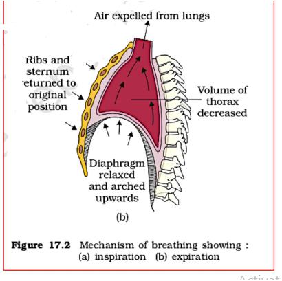 Key Notes on the Breathing and Exchange of Gases Notes | EduRev