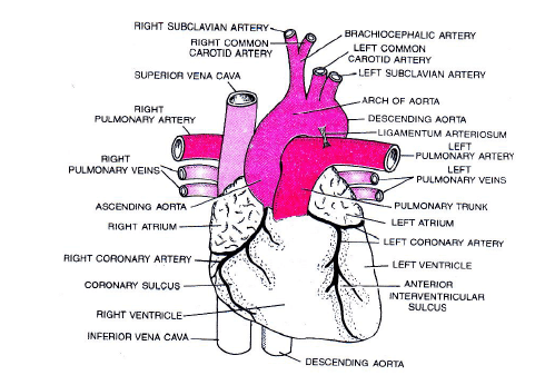Human Circulatory System Notes | Study Biology Class 11 - NEET