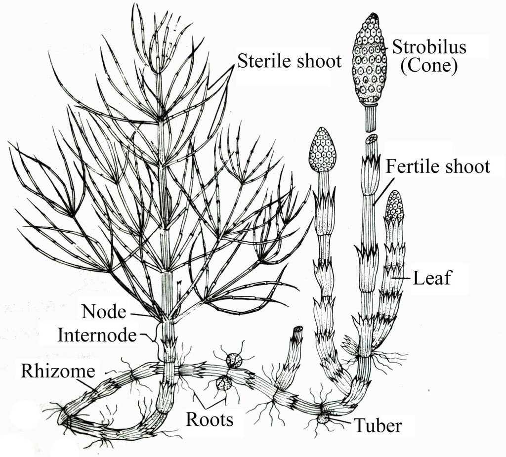 Pteridophyta NEET Notes | EduRev