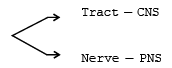 Types of Neurons NEET Notes | EduRev