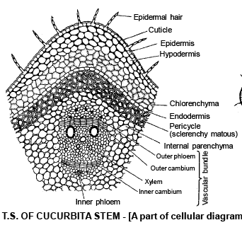 Monocot and Dicot Stem Anatomy NEET Notes | EduRev