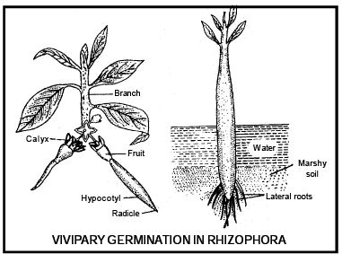 Reproduction in Plant (Part - 8) - Notes, Botany, Class 12 - Notes - Class 12