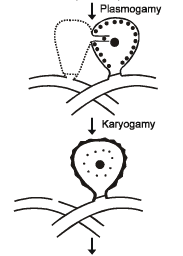 Kingdom Fungi NEET Notes | EduRev