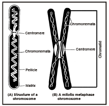 Nucleus and Chromosomes NEET Notes | EduRev