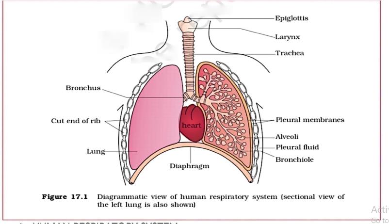 Key Notes: Breathing & Exchange of Gases Notes | EduRev