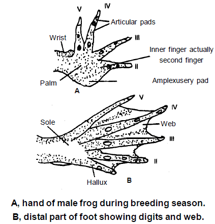 Doc: Frog- Morphology NEET Notes | EduRev