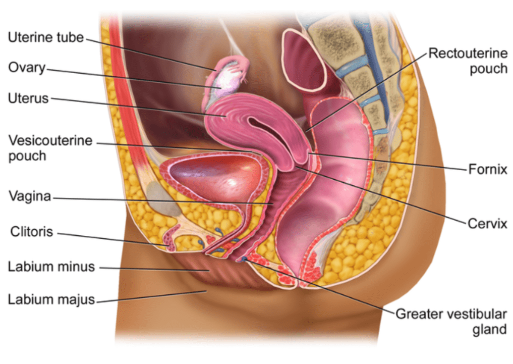 Female Reproductive System Notes | Study Biology Class 12 - NEET