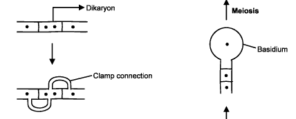 Kingdom Fungi NEET Notes | EduRev