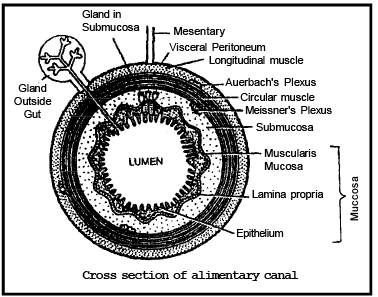 DIGESTIVE SYSTEM (Part-4) - Notes, Zoology, Class 11 Class 11 Notes