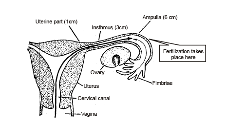 Embryology(Part-5) - Notes, Zoology, Class 12 Class 12 Notes | EduRev