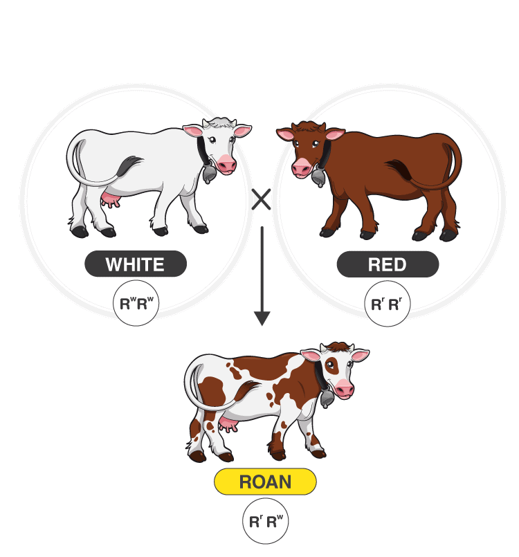 Inheritance Of One Gene Notes EduRev