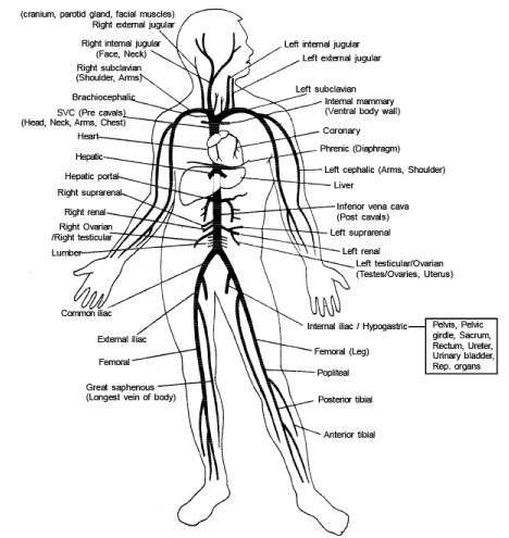 Portal Venous System Anatomy