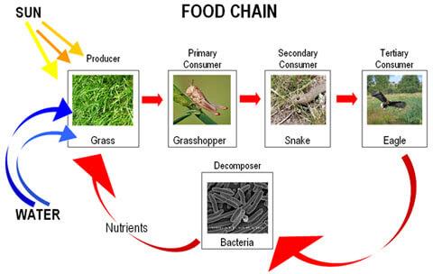 food chains decomposers webs chain ecosystem biology ncert ecology blueplanet bacteria edurev role fig nsw edu au solutions figure assignment