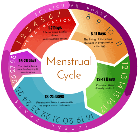 Menstrual Cycle: Introduction, Duration & Phases Notes | Study Biology Class 12 - NEET