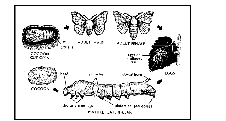 Domestication of Animals - Notes , zoology Class 12 Notes | EduRev