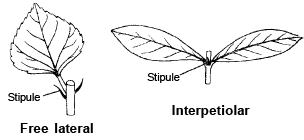 Modification of Root, Stem and Leaf - Morphology of Plants, Class 11 ...