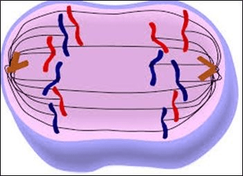 interphase prophase metaphase anaphase telophase