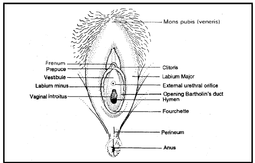 Female External Reproductive System Diagram Labeled