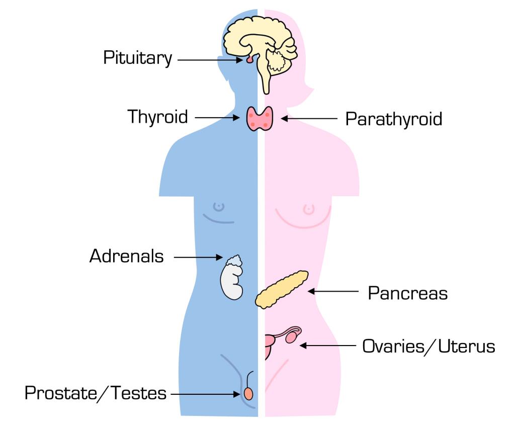 endocrine-system-nervous-system-and-hormonal-reactions-neet-notes-edurev