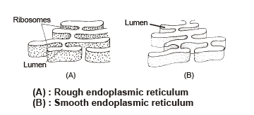 Doc: Endoplasmic Reticulum NEET Notes | EduRev