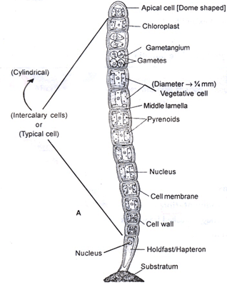 ulothrix life cycle