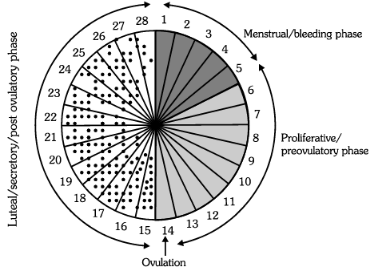 Menstruation NEET Notes | EduRev