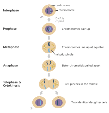 Mitosis: Stages NEET Notes | EduRev