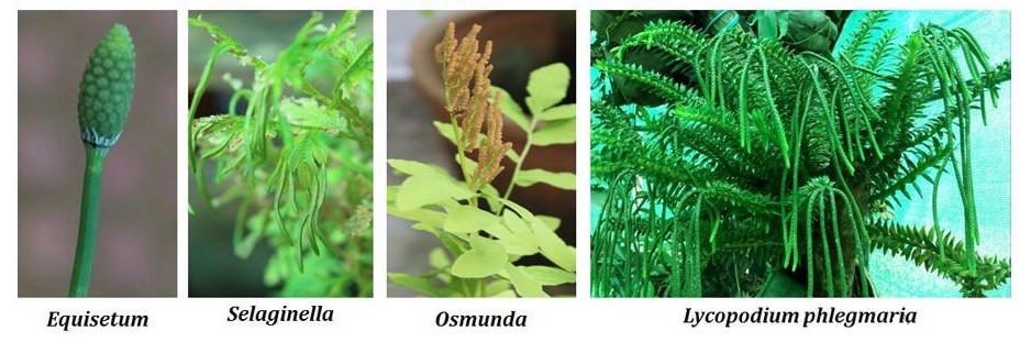 Pteridophyta NEET Notes | EduRev