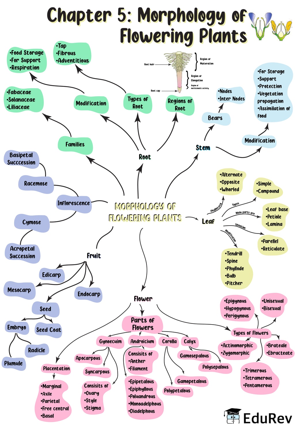 Plant Parts Mind Map Parts Of A Plant Biology Plants Mind Map  Images 