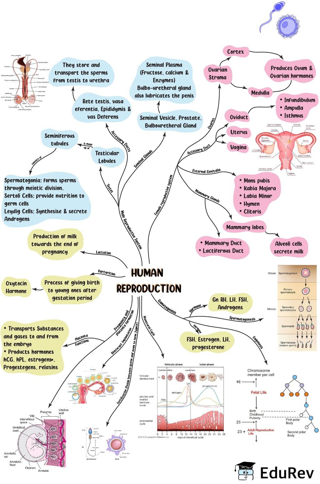 Mind Map: Human Reproduction Notes | EduRev