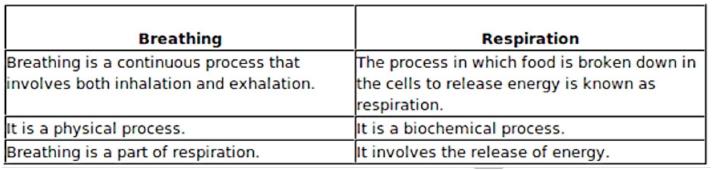 Key Notes: Breathing & Exchange of Gases Notes | EduRev