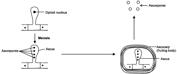 Kingdom Fungi NEET Notes | EduRev