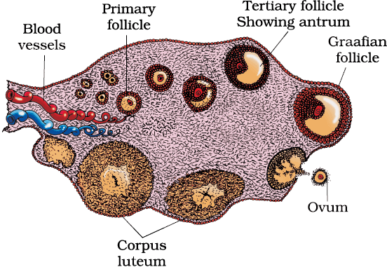 Female Reproductive System Notes | Study Biology Class 12 - NEET
