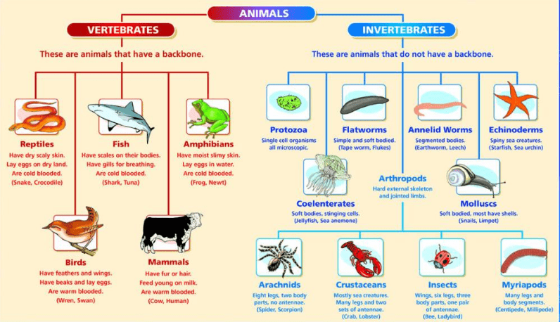 NCERT Solutions- Animal Kingdom NEET Notes | EduRev