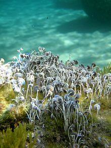 Algae: Characteristics and Examples NEET Notes | EduRev