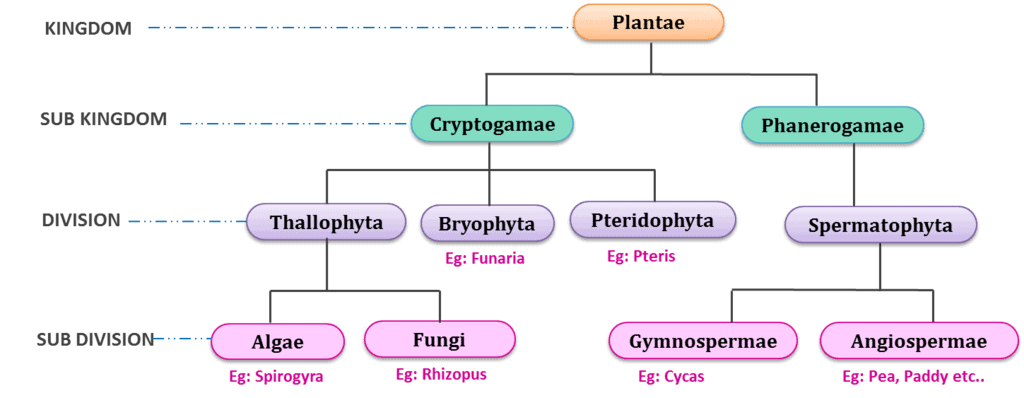 Important Notes for NEET: Biological Classification NEET Notes | EduRev