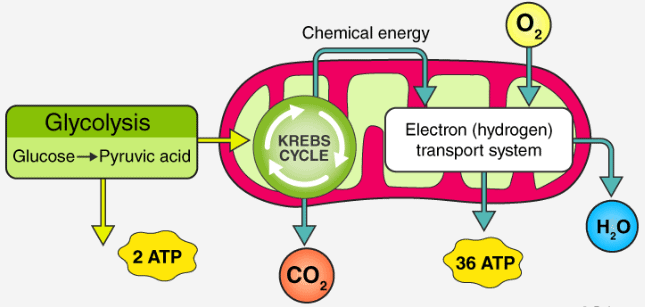 Doc: Introduction to Respiration in plants NEET Notes | EduRev