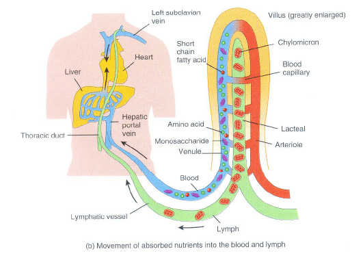 Absorption and Assimilation of Food NEET Notes | EduRev