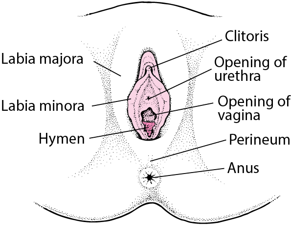 Female Reproductive System Notes | Study Biology Class 12 - NEET