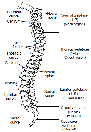 Skeletal System, Chapter Notes, Class 11, Biology | EduRev Notes