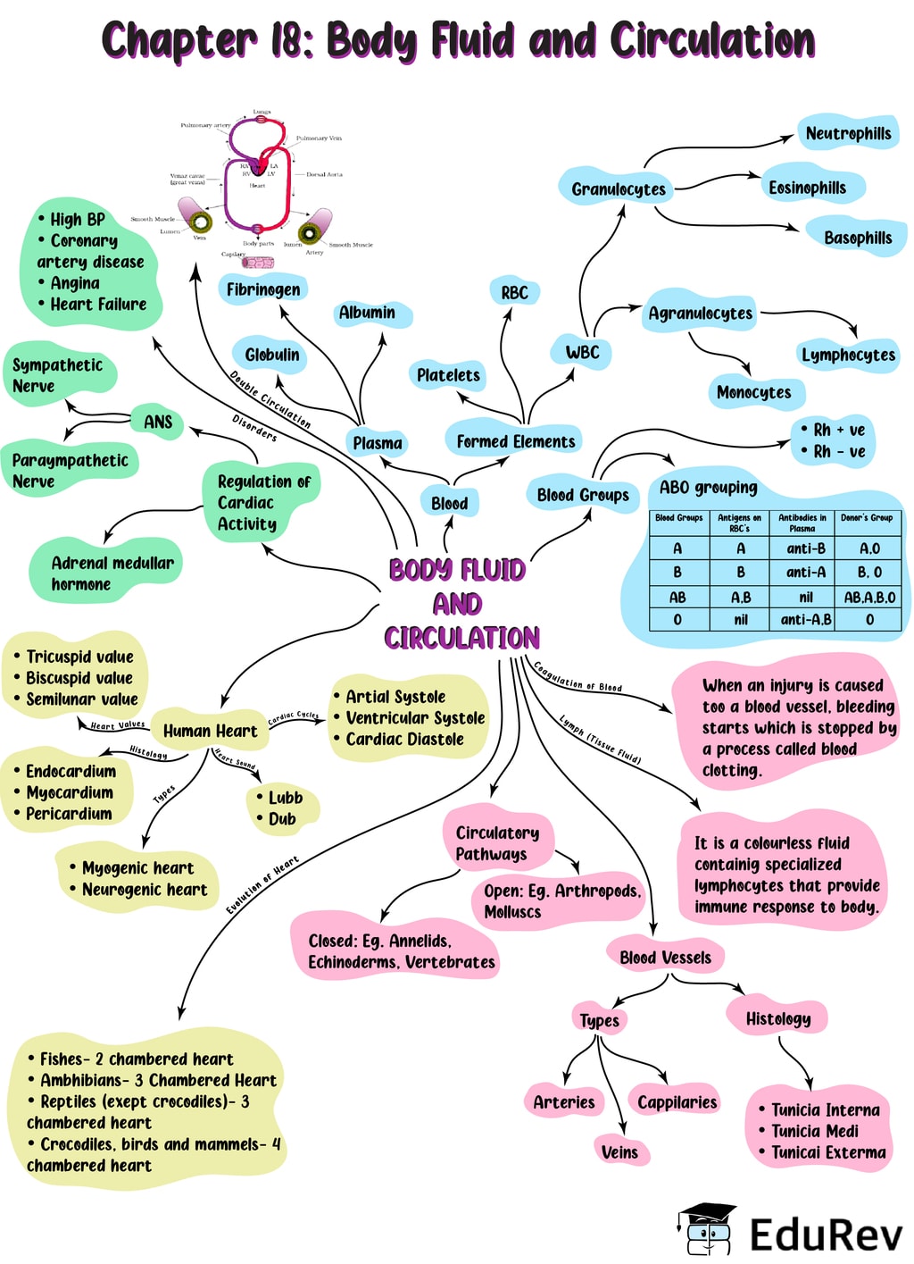 Mind Map Body Fluids And Circulation Human Physiology Neet Class One ...