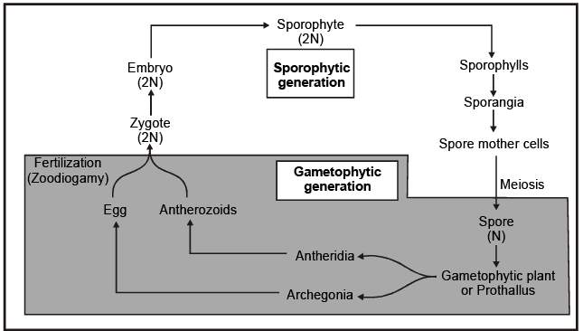 Pteridophyta NEET Notes | EduRev